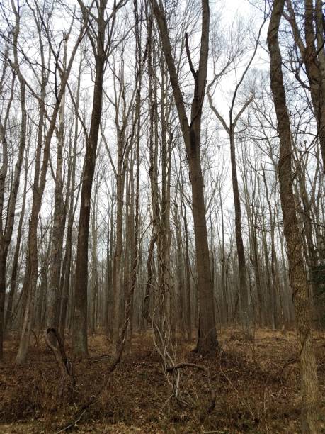 istock invasive vines on tree in forest or woods 1170905322