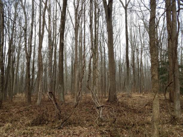 istock invasive vines on tree in forest or woods 1170905332