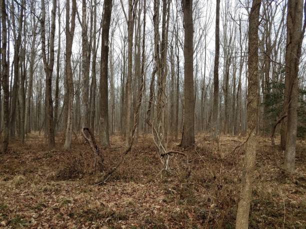 istock invasive vines on tree in forest or woods 1170905335