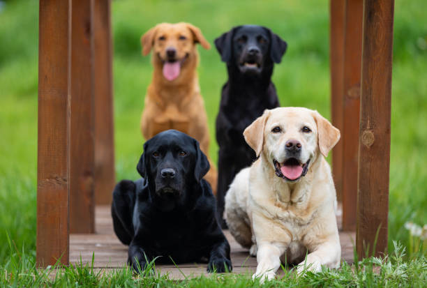 istock Four Labrador Retriever dogs in different colors 1170905566