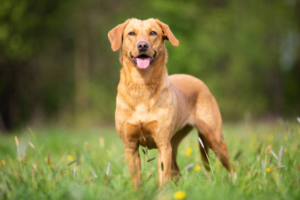 Pure breed Labrador Retriever dog from working line stock photo