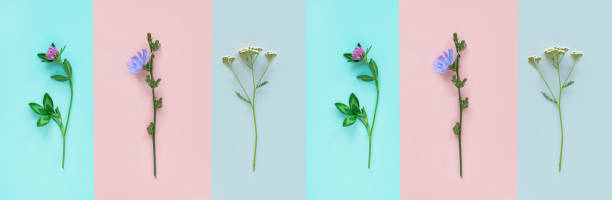 istock Clover, chicory and yarrow on a colorful background 1170905822