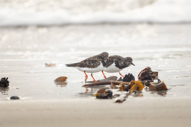 A group of wild birds on the beach stock photo