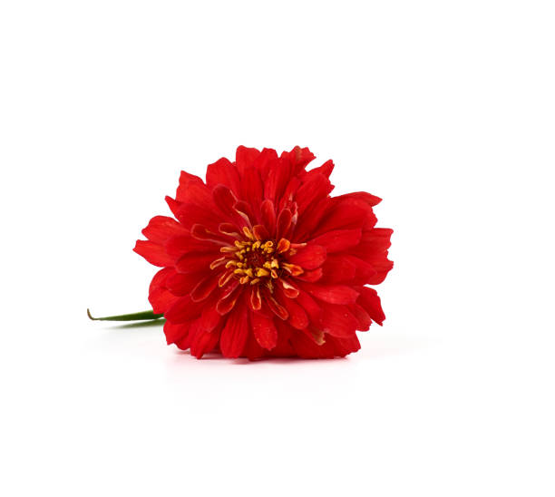 istock red blooming zinnia bud on a white background 1170907384