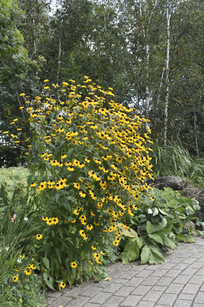 istock Gold Flowers by the Walk 1170908087