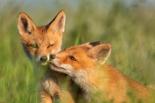 Two young red Foxes in grass on a beautiful light.
