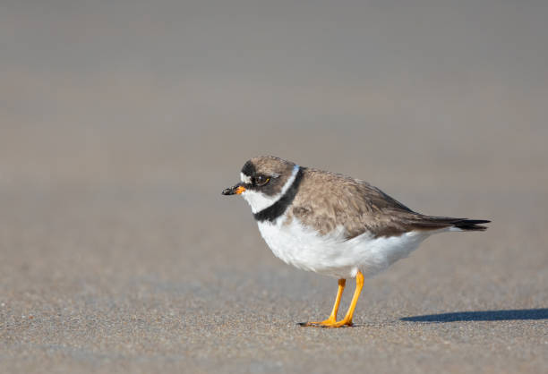 istock Semipalmated Plover in breeding plumage foraging on a sandy ocean beach 1170908360