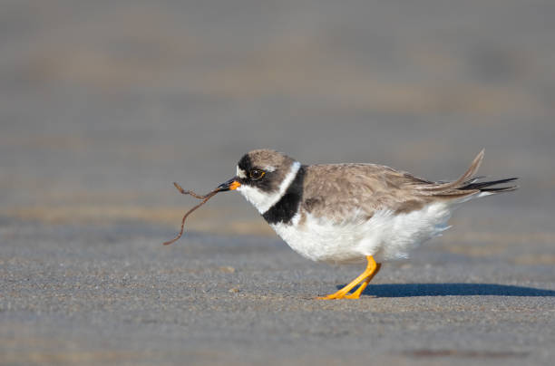 istock Semipalmated Plover in breeding plumage feeding on a seaworm on a sandy ocean beach 1170908439