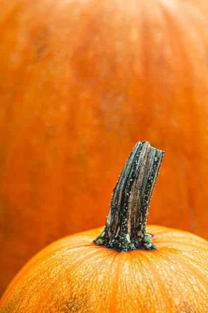 istock Ripe pumpkin on a orange background. Minimal concept, close up. 1170908657