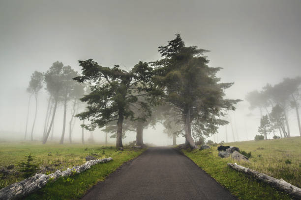 istock Road on a foggy morning 1170911627