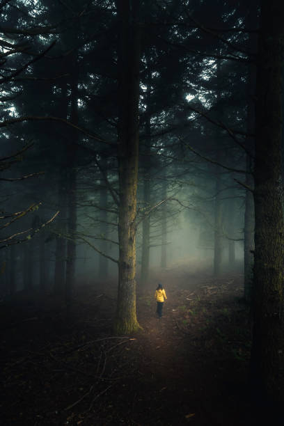 istock Walking in a forest on a foggy morning 1170911642