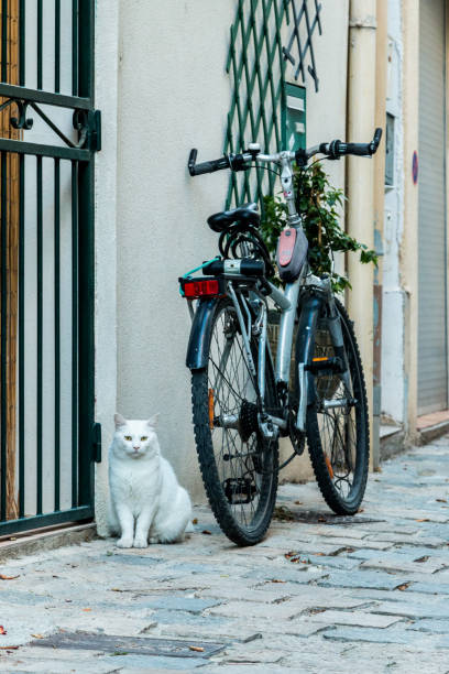 istock The bike and the cat 1170912467