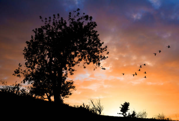 istock Silhouette in front of sunset with tree and flying birds 1170912530