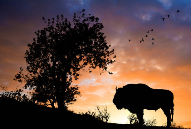 Silhouette in front of sunset with tree and buffalo