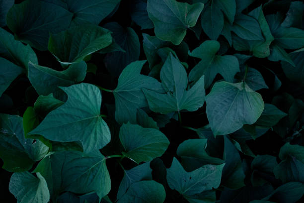 istock Sweet Potato Leaves Close Up 1170914549