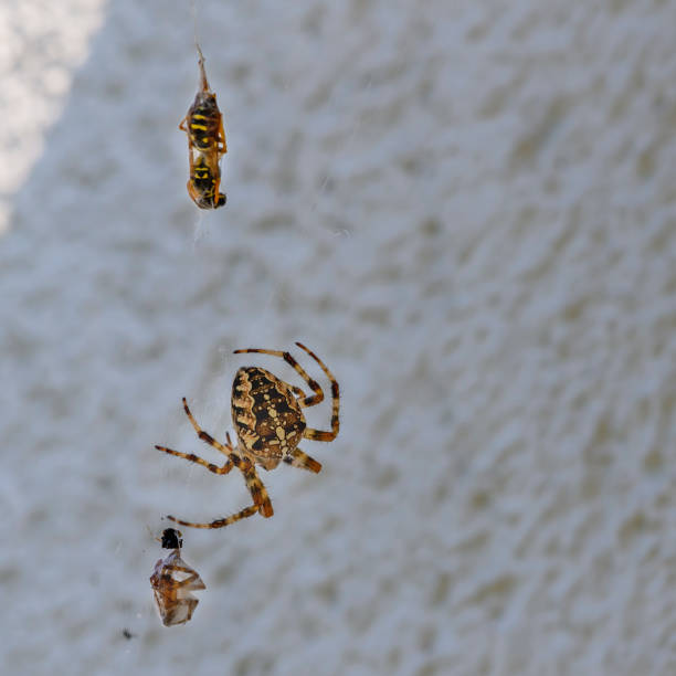istock After the fight between two spiders the smaller has lost and is spun. 1170914804