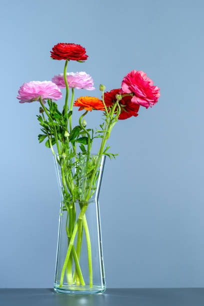 ranunculus - 6727 fotografías e imágenes de stock