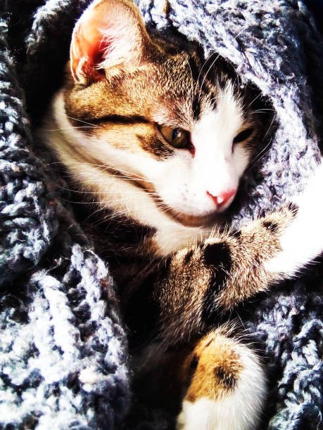 istock tabby kitten in grey hand knitted blanket 1170918320