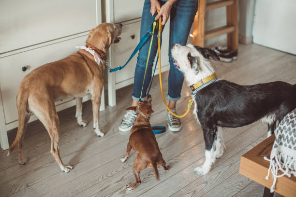 istock Pet sitter and dogs are ready for walk 1170918400