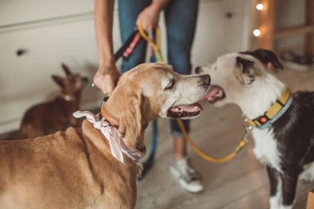 istock Pet sitter and dogs are ready for walk 1170918489