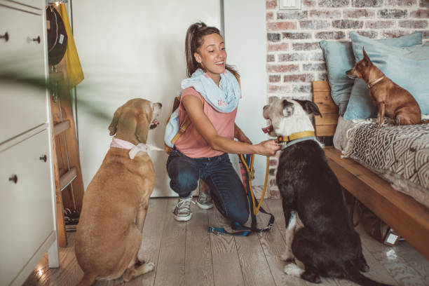 istock Pet sitter and dogs are ready for walk 1170918495