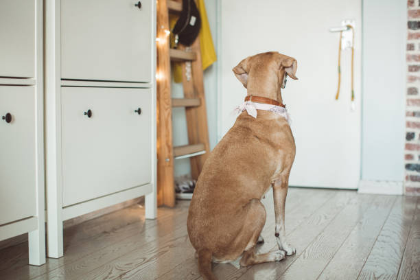 istock Dog waiting for pet sitter 1170918529