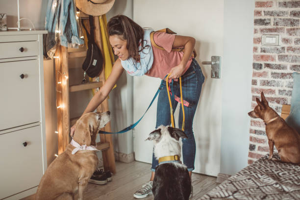 istock Pet sitter and dogs are ready for walk 1170918543