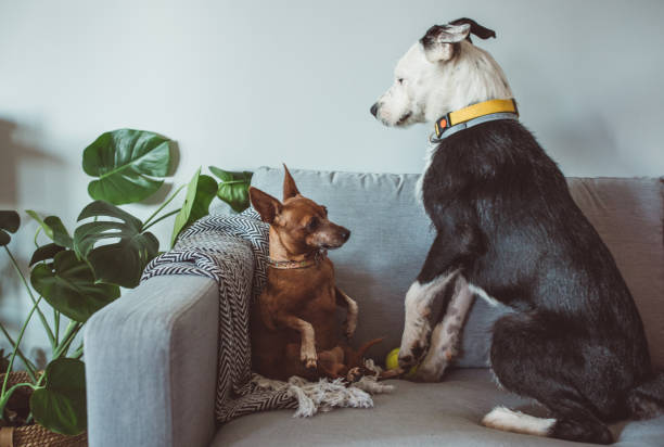 istock Dogs waiting for pet sitter 1170918557