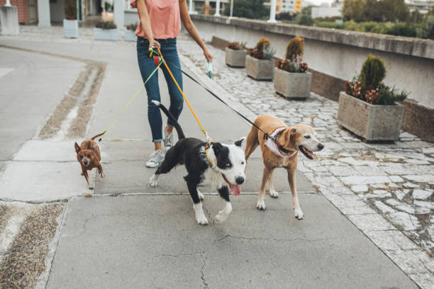 istock Pet sitter and dogs in walk 1170918605