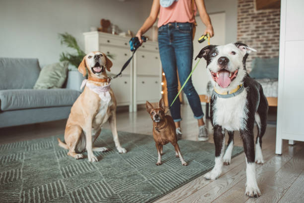 istock Pet sitter and dogs are ready for walk 1170918621