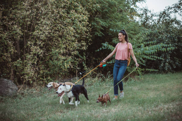 istock Pet sitter and dogs in walk 1170918671