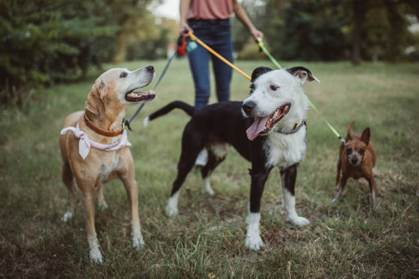 Pet sitter and dogs in walk Pet sitter caring about dogs. They are ourtside and walking candid bonding connection togetherness stock pictures, royalty-free photos & images