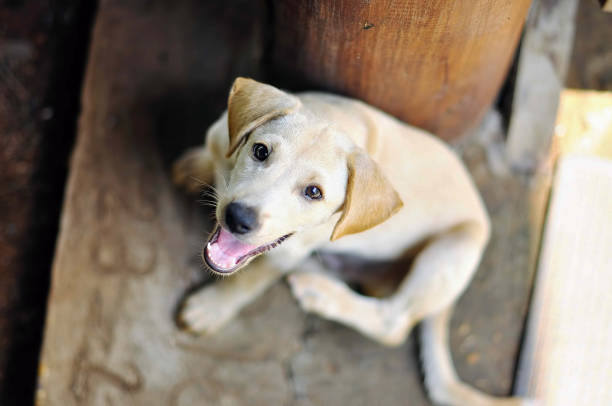 istock Thai puppy native dog 1170921581