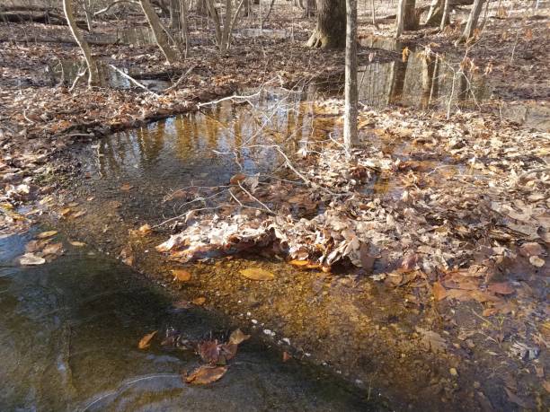 istock trees in forest with water or a creek and fallen brown leaves and asphalt path 1170921875