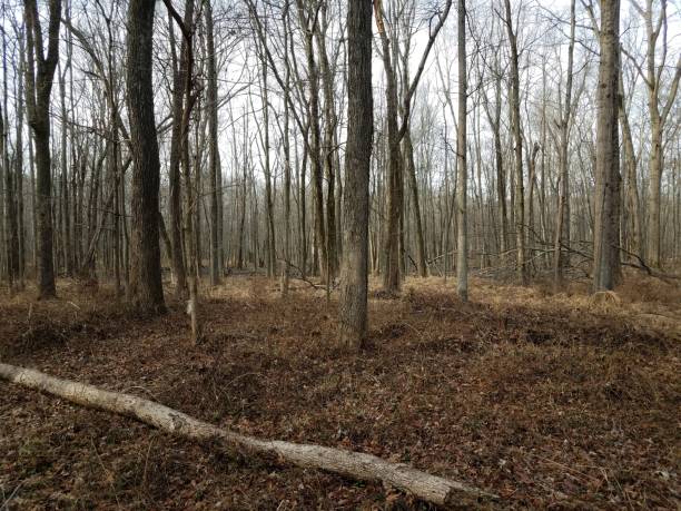 istock trees in forest or woods with brown leaves 1170921941