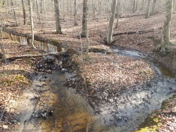 istock trees in forest with water or a creek and fallen brown leaves 1170921980
