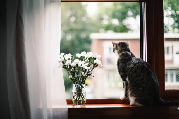 istock Tabby cat on a window sill with white flowers 1170922679
