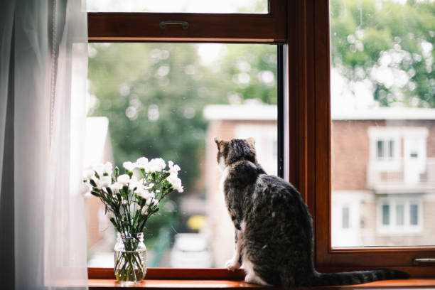 istock Tabby cat on a window sill with white flowers 1170923027