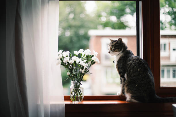 istock Tabby cat on a window sill with white flowers 1170923065