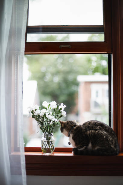 istock Tabby cat on a window sill with white flowers 1170923087