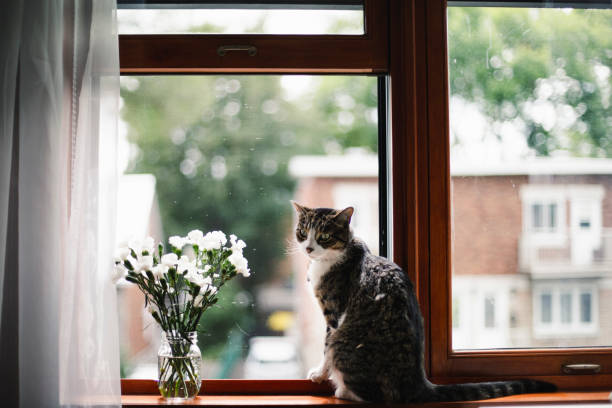 istock Tabby cat on a window sill with white flowers 1170923108