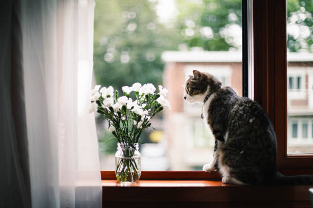 istock Tabby cat on a window sill with white flowers 1170923113