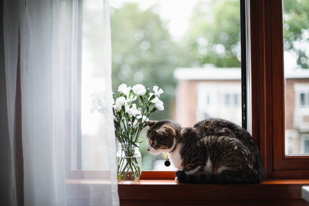 istock Tabby cat on a window sill with white flowers 1170923179