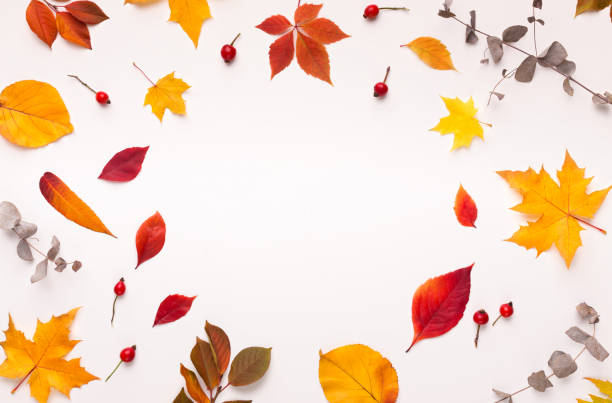 coloridas hojas caídas formando marco redondo para promoción - poplar tree leaf green tree fotografías e imágenes de stock