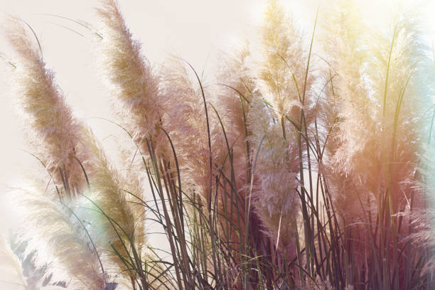 Dry seds of reed - cane, dry reed, dry cane in meadow - beautiful nature in autumn Dry seds of reed - cane, dry reed, dry cane in meadow - beautiful nature in autumn reed grass family photos stock pictures, royalty-free photos & images