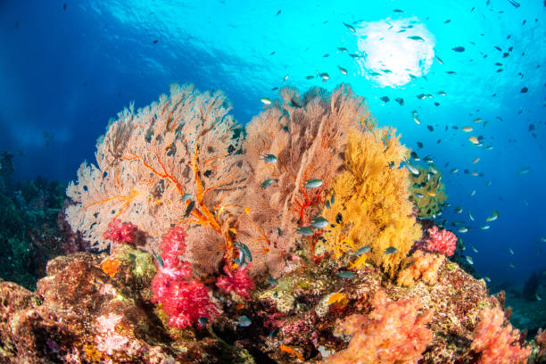 istock colorful seafan with sun light and soft coral with small fish 1170926854