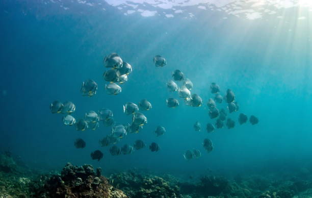 istock group of bat fish with sunrise underwater 1170926930