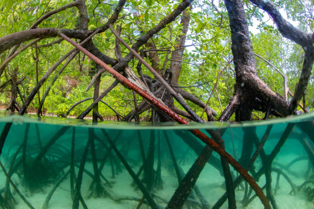 istock half frame of mangrove root underwater and the surface 1170926941
