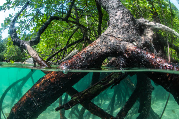 istock half frame of mangrove root underwater and the surface with  Mudskipper fish 1170927192