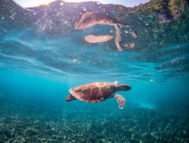 hawksbill sea turtle swimming underwater near the surface